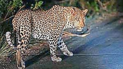 Leopard 'spotted' in DLF phase 5 in Gurugram, search on (Representative Image/HT File) Leopard 'spotted' in DLF phase 5 in Gurugram, search on (Representative Image/HT File)