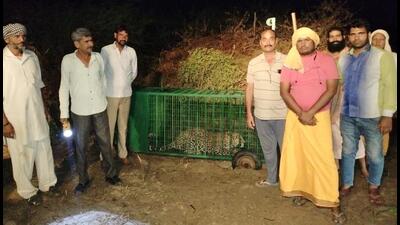 It took five hours to lure the big cat into the cage. It appeared as if the leopard sensed the trap but after five hours of waiting, it entered cage on smelling the goat tethered inside, officials said. (HT Photo) It took five hours to lure the big cat into the cage. It appeared as if the leopard sensed the trap but after five hours of waiting, it entered cage on smelling the goat tethered inside, officials said. (HT Photo)