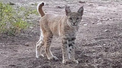 This adorable bobcat was seen visiting a campsite in this a animal video. (Reddit/@MiloTockandtheHumbug) This adorable bobcat was seen visiting a campsite in this a animal video. (Reddit/@MiloTockandtheHumbug)