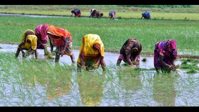 Women sowing paddy in an agricultural field in Prayagraj. (HT File) Women sowing paddy in an agricultural field in Prayagraj. (HT File)