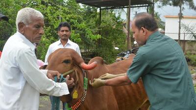 A veterinarian inoculates an animal at Karad HT Photo A veterinarian inoculates an animal at Karad HT Photo