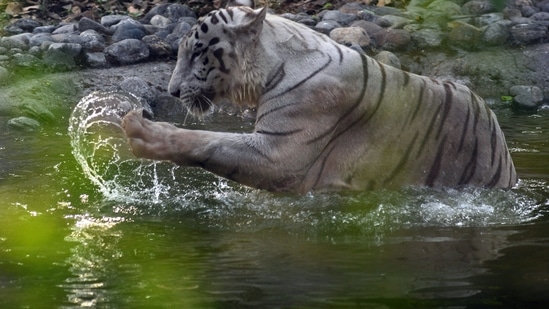 Mysuru Zoo is declared as the third best zoo in the country | Bengaluru - Hindustan Times Mysuru Zoo is declared as the third best zoo in the country | Bengaluru - Hindustan Times