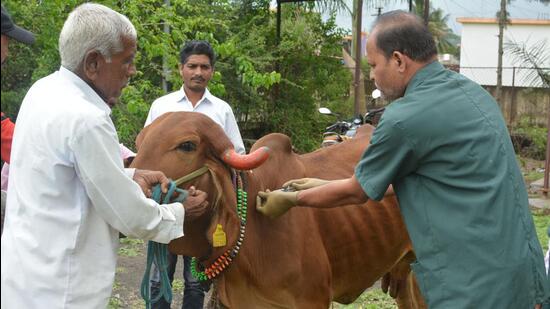 The lumpy skin disease is estimated to have killed nearly 100,000 cows and buffaloes in eight states since it first struck in April. (HT File)