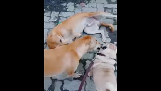Street dogs guide visually impaired pet dog in this adorably viral