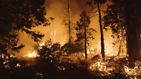 Winds cleared away the smoke and firefighters managed to hold the flames back overnight along the southern edge of Foresthill and Todd Valley, according to Cal Fire.(AFP)