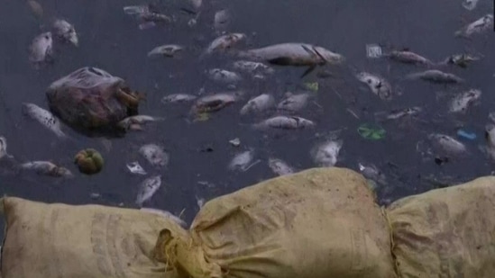 The overflowing of toxic sewage into the lake is being regarded as the primary cause of the incident.(ANI)