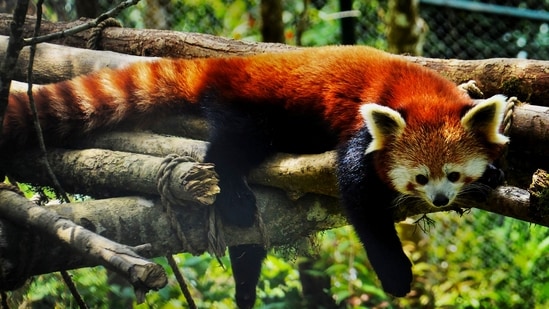 The Red Panda is one of the top attractions of Darjeeling's Padmaja Naidu Himalayan Zoological Park, besides others such as the Himalayan Black Bear, Snow Leopard, Goral and Himalayan Thar. (PTI Photo)