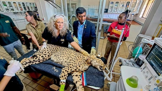 An India-bound African cheetah undergoes a health examination.&nbsp;(PTI)