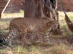 A cheetah moves around inside a quarantine section before being relocated to India next month, at a reserve near Bella Bella, South Africa, Sunday, Sept. 4, 2022. CREDIT: .AP/PTI Photo A cheetah moves around inside a quarantine section before being relocated to India next month, at a reserve near Bella Bella, South Africa, Sunday, Sept. 4, 2022. CREDIT: .AP/PTI Photo