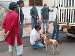 The only humane and legal way to control the stray dog population is to undertake proper and regular sterilisation drives. Cities will do well to emulate the Vadodara plan.(Humane Society International) The only humane and legal way to control the stray dog population is to undertake proper and regular sterilisation drives. Cities will do well to emulate the Vadodara plan.(Humane Society International)