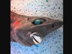 The image shows the of a shark with blue bulging eyes.