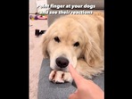 The image is taken from the Instagram video showing reactions of Golden Retriever and Corgi to their human’s gesture.