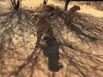 In the video, three of the eight can be seen roaming in an open field before they embark on the journey that India is looking forward to. In the video, three of the eight can be seen roaming in an open field before they embark on the journey that India is looking forward to.