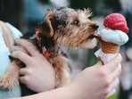Pet care tips: Toxic foods to avoid feeding your dog