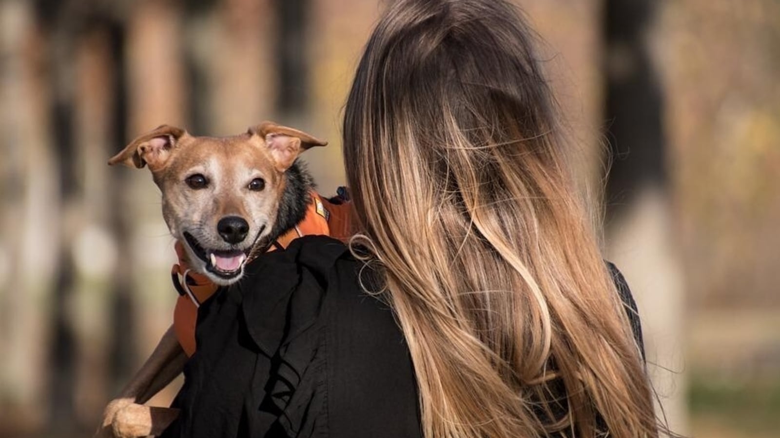 Is it safe to let your dog lick your face? Here's what vets say - Hindustan  Times