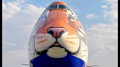 A customised aircraft will fly the cheetahs. (Twitter) A customised aircraft will fly the cheetahs. (Twitter)