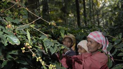 The Union government has planned to repeal the 80-year-old coffee bill with Coffee (Promotion and Development Bill) 2022. (HT File Photo) The Union government has planned to repeal the 80-year-old coffee bill with Coffee (Promotion and Development Bill) 2022. (HT File Photo)