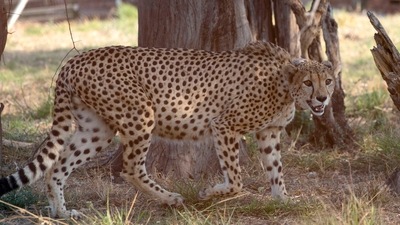 A cheetah moves around inside a quarantine section before being relocated to India next month, at a reserve near Bella Bella, South Africa, Sunday, Sept. 4, 2022. CREDIT: .AP/PTI Photo A cheetah moves around inside a quarantine section before being relocated to India next month, at a reserve near Bella Bella, South Africa, Sunday, Sept. 4, 2022. CREDIT: .AP/PTI Photo