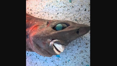 The image shows the of a shark with blue bulging eyes. (Facebook/@Trapman Bermagui)