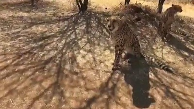 In the video, three of the eight can be seen roaming in an open field before they embark on the journey that India is looking forward to. In the video, three of the eight can be seen roaming in an open field before they embark on the journey that India is looking forward to.