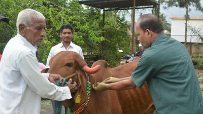 A veterinary inoculates cattle at a village in Karad, on Wednesday. Radhakrishna Vikhe-Patil, Maharashtra animal husbandry minister, on Friday said that vaccination of cattle and livestock will be carried out to check spread of lumpy skin disease. (HT) A veterinary inoculates cattle at a village in Karad, on Wednesday. Radhakrishna Vikhe-Patil, Maharashtra animal husbandry minister, on Friday said that vaccination of cattle and livestock will be carried out to check spread of lumpy skin disease. (HT)