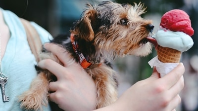 Pet care tips: Toxic foods to avoid feeding your dog (Unsplash) Pet care tips: Toxic foods to avoid feeding your dog (Unsplash)
