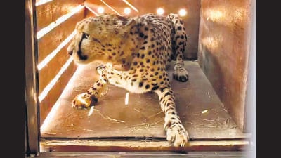 The eight cheetahs are en route India in a Boeing 747-400 aircraft from Namibia’s capital Windhoek. (Cheetah Conservation Fund) The eight cheetahs are en route India in a Boeing 747-400 aircraft from Namibia’s capital Windhoek. (Cheetah Conservation Fund)