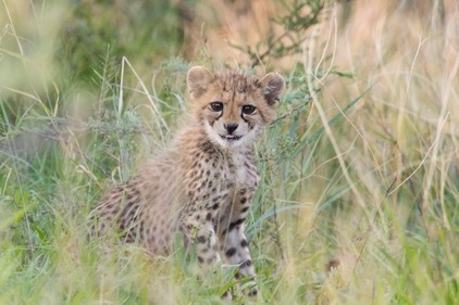 Photo credit: Cheetah Conservation Fund. Photo credit: Cheetah Conservation Fund. 