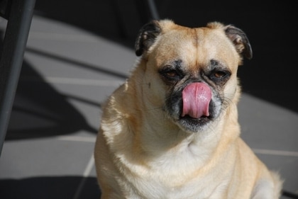 Is dog licking your face unhygienic? (Pixabay) Is dog licking your face unhygienic? (Pixabay)