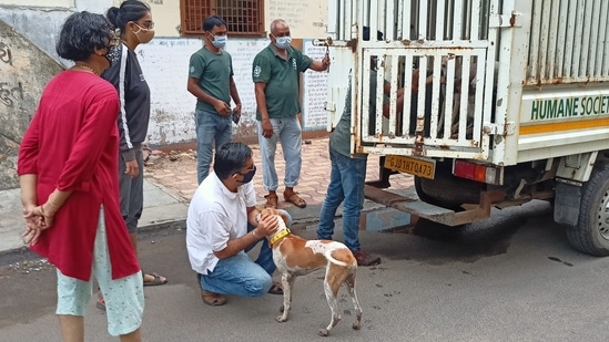 The only humane and legal way to control the stray dog population is to undertake proper and regular sterilisation drives. Cities will do well to emulate the Vadodara plan.(Humane Society International)