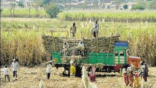 Phagwara mill has to pay ₹50.33 crore in all to sugarcane farmers (until September 12), said the deputy commissioner. (HT File/Representational image)