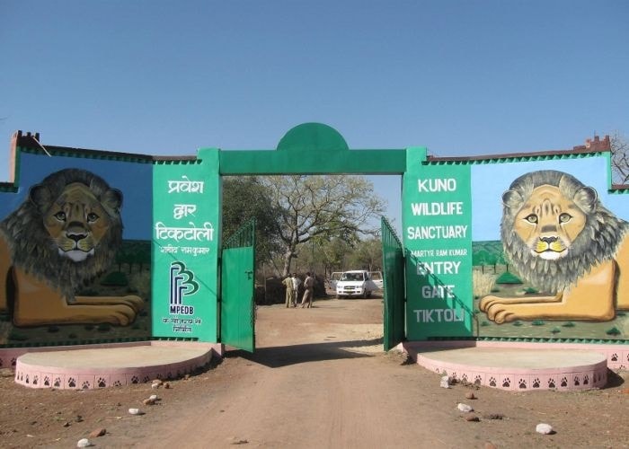 Prime Minister Narendra Modi will release cheetahs brought from Namibia in the national park located in Sheopur district of the state on Saturday as part of his efforts to revitalise and diversify the country's wildlife and habitat Prime Minister Narendra Modi will release cheetahs brought from Namibia in the national park located in Sheopur district of the state on Saturday as part of his efforts to revitalise and diversify the country's wildlife and habitat