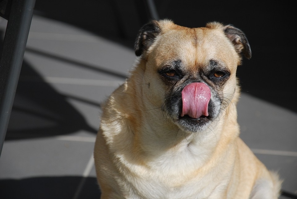 Here's Why You Shouldn't Let Your Dog Lick Your Face