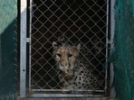 The MoEF wanted to reintroduce cheetahs in Kuno, Madhya Pradesh, which, along with other areas, was occupied by the cheetah in historic times. The reason for choosing cheetah was the conservation benefits.(AP) The MoEF wanted to reintroduce cheetahs in Kuno, Madhya Pradesh, which, along with other areas, was occupied by the cheetah in historic times. The reason for choosing cheetah was the conservation benefits.(AP)