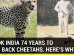 IT TOOK INDIA 74 YEARS TO BRING BACK CHEETAHS. HERE’S WHY IT TOOK INDIA 74 YEARS TO BRING BACK CHEETAHS. HERE’S WHY