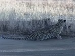 The image, taken from the YouTube video, shows the leopard watching the jackal hunting birds.