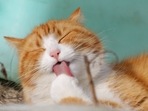 Pet care tips: Ways to protect your cat from worms