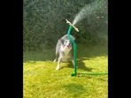 The image, taken from the viral Instagram video, shows a pooch playing with water.(Instagram/@instagram) The image, taken from the viral Instagram video, shows a pooch playing with water.(Instagram/@instagram)