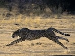 Part of the answer lies in physiology, which is well understood: the cheetah’s body is structured for sprinting, with key roles played by a flexible spine, a light skeleton, a long tail, and large nostrils. And part lies in mechanics, knowledge about which is still evolving. (Getty/Representative Image) Part of the answer lies in physiology, which is well understood: the cheetah’s body is structured for sprinting, with key roles played by a flexible spine, a light skeleton, a long tail, and large nostrils. And part lies in mechanics, knowledge about which is still evolving. (Getty/Representative Image)