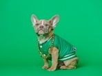 Pet fashion: Smart ways to accessorise your pet