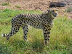 A cheetah after being released inside a special enclosure of the Kuno National Park in Madhya Pradesh, Saturday.(PTI)