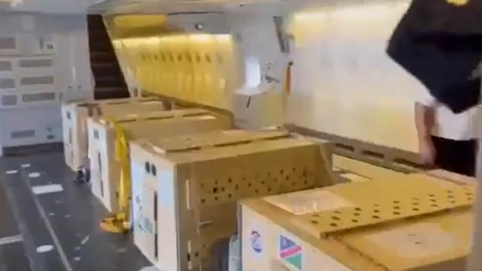 Inside view of customised jet used for bringing cheetahs home from Namibia | Video