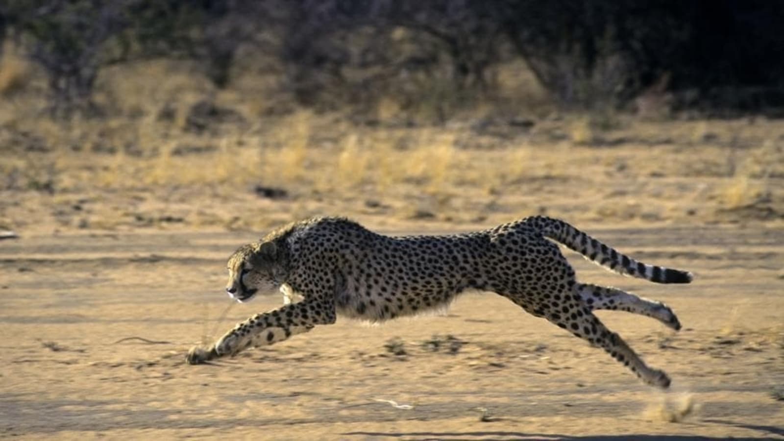 Where the cheetah's speed comes from | Latest News India ...