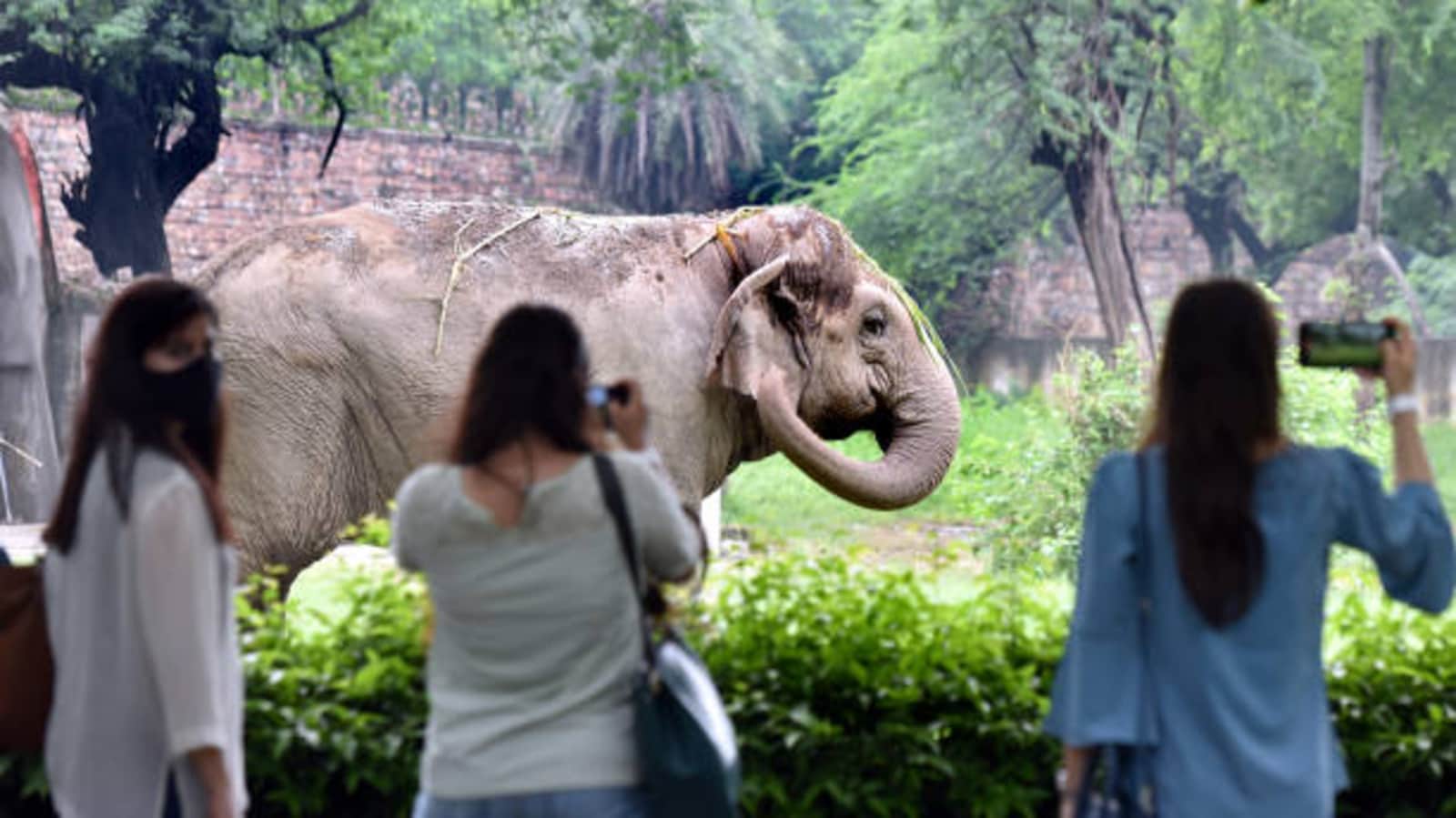 Top 5 most popular zoos in India you must visit | Travel - Hindustan Times