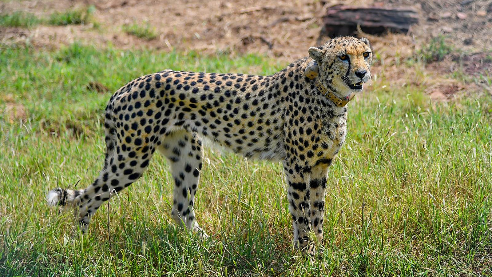 In a cautionary tale, IFS officer explains why did Cheetahs go extinct ...