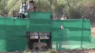 Prime Minister Narendra Modi, standing on a small tower, turned the wheel of a lever of the cages from where the cheetahs entered the enclosure constructed for their quarantine period. (Video grab) Prime Minister Narendra Modi, standing on a small tower, turned the wheel of a lever of the cages from where the cheetahs entered the enclosure constructed for their quarantine period. (Video grab)