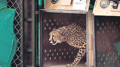 This handout photograph taken on September 17, 2022 and released by the Indian Press Information Bureau (PIB) shows a wild cheetah being released at Kuno National Park in Madhya Pradesh state. - Eight Namibian cheetahs arrived in India on September 17, decades after their local extinction, in an ambitious project to reintroduce the spotted big cats that has divided experts on its prospects. (Photo by PIB / AFP) / RESTRICTED TO EDITORIAL USE - MANDATORY CREDIT "AFP PHOTO/Indian Press Information Bureau (PIB)" - NO MARKETING NO ADVERTISING CAMPAIGNS - DISTRIBUTED AS A SERVICE TO CLIENTS (AFP)