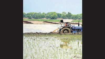 Every year, animals that crossover from Pakistan damage the ripened crops on India side. (HT File)