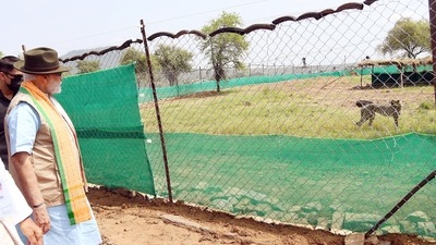 PM Modi, in an address to the nation following the release of cheetahs into Kuno National Park Saturday, said, "We lose certain things when we move away from our roots. Hence, we should take pride in our heritage." (ANI/ PIB) PM Modi, in an address to the nation following the release of cheetahs into Kuno National Park Saturday, said, "We lose certain things when we move away from our roots. Hence, we should take pride in our heritage." (ANI/ PIB)