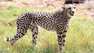 The 'African Cheetah Introduction Project in India' was conceived in 2009. A plan to introduce the big cat in the KNP by November last year had suffered a setback due to the Covid-19 pandemic, officials said. (ANI/ PIB) The 'African Cheetah Introduction Project in India' was conceived in 2009. A plan to introduce the big cat in the KNP by November last year had suffered a setback due to the Covid-19 pandemic, officials said. (ANI/ PIB)